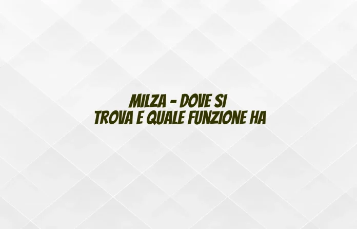 Dove si trova la milza